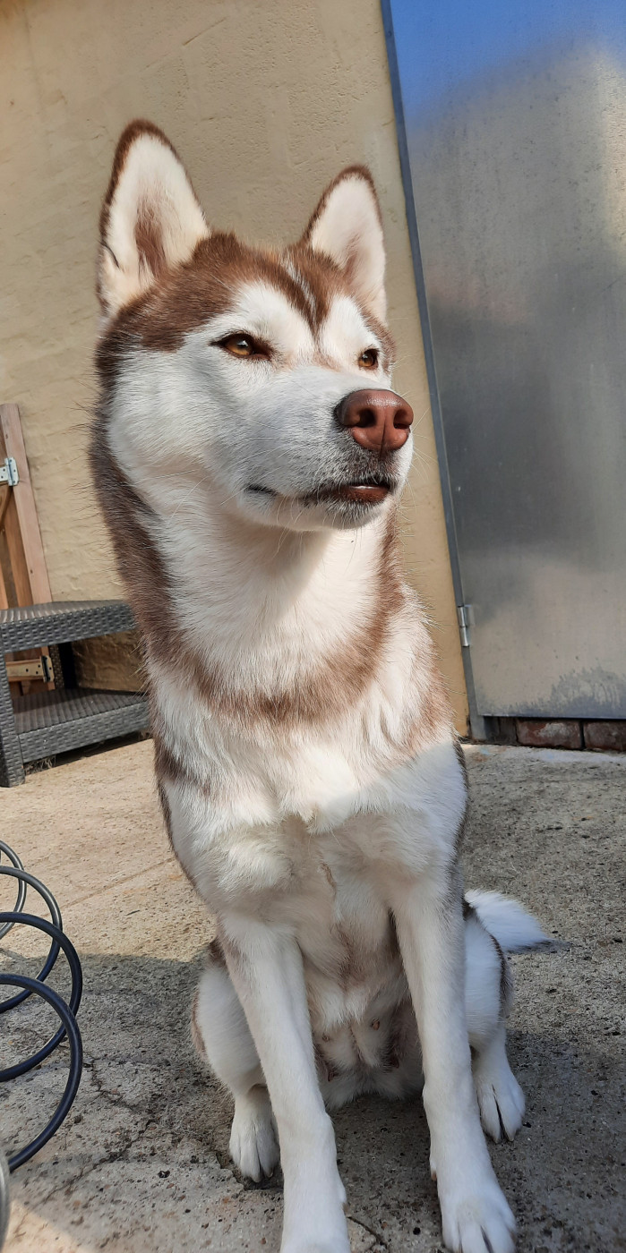 Uska Des Petits Loups Polaires