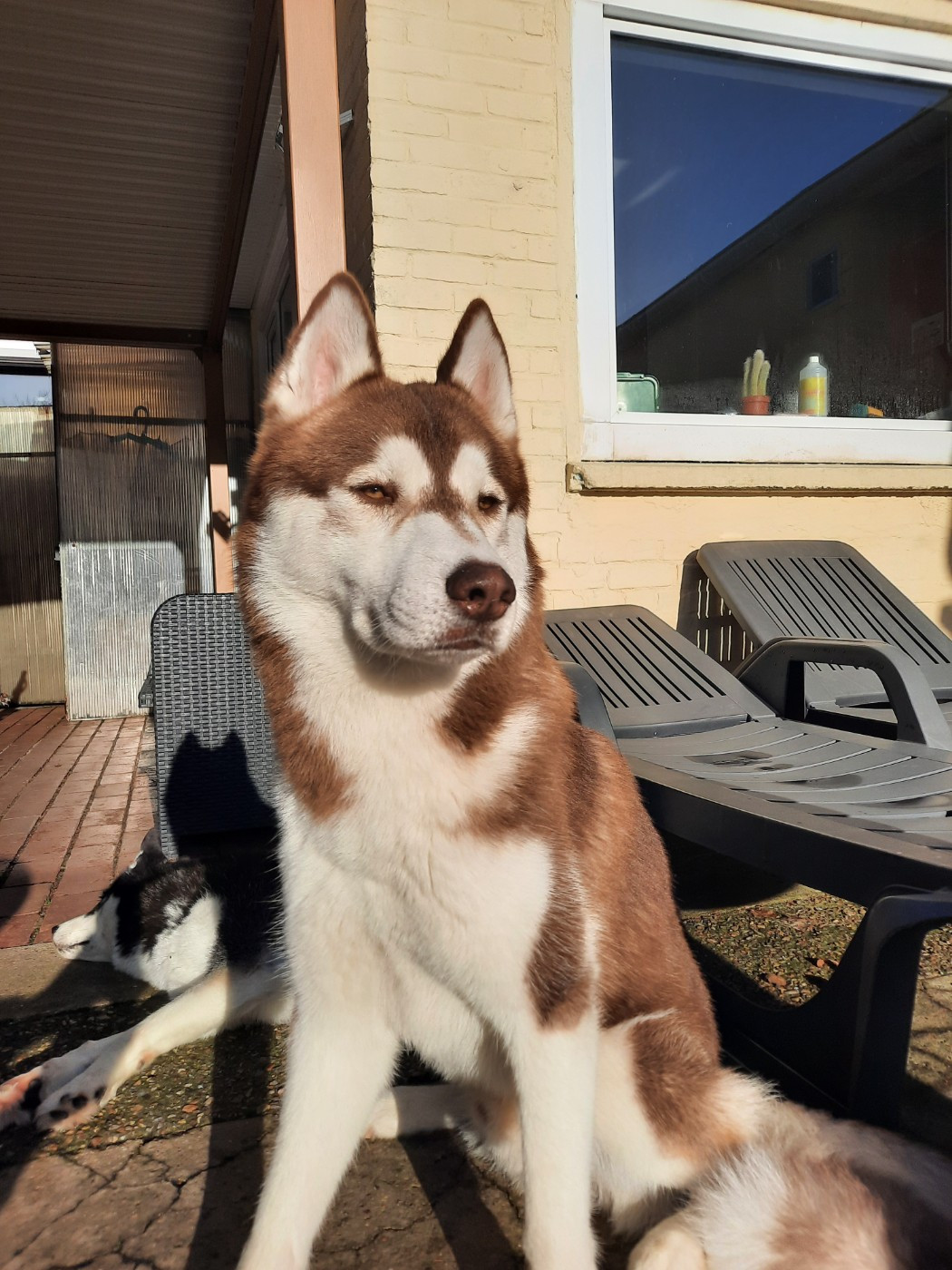 Vegas Ark Of The Snow Wolves