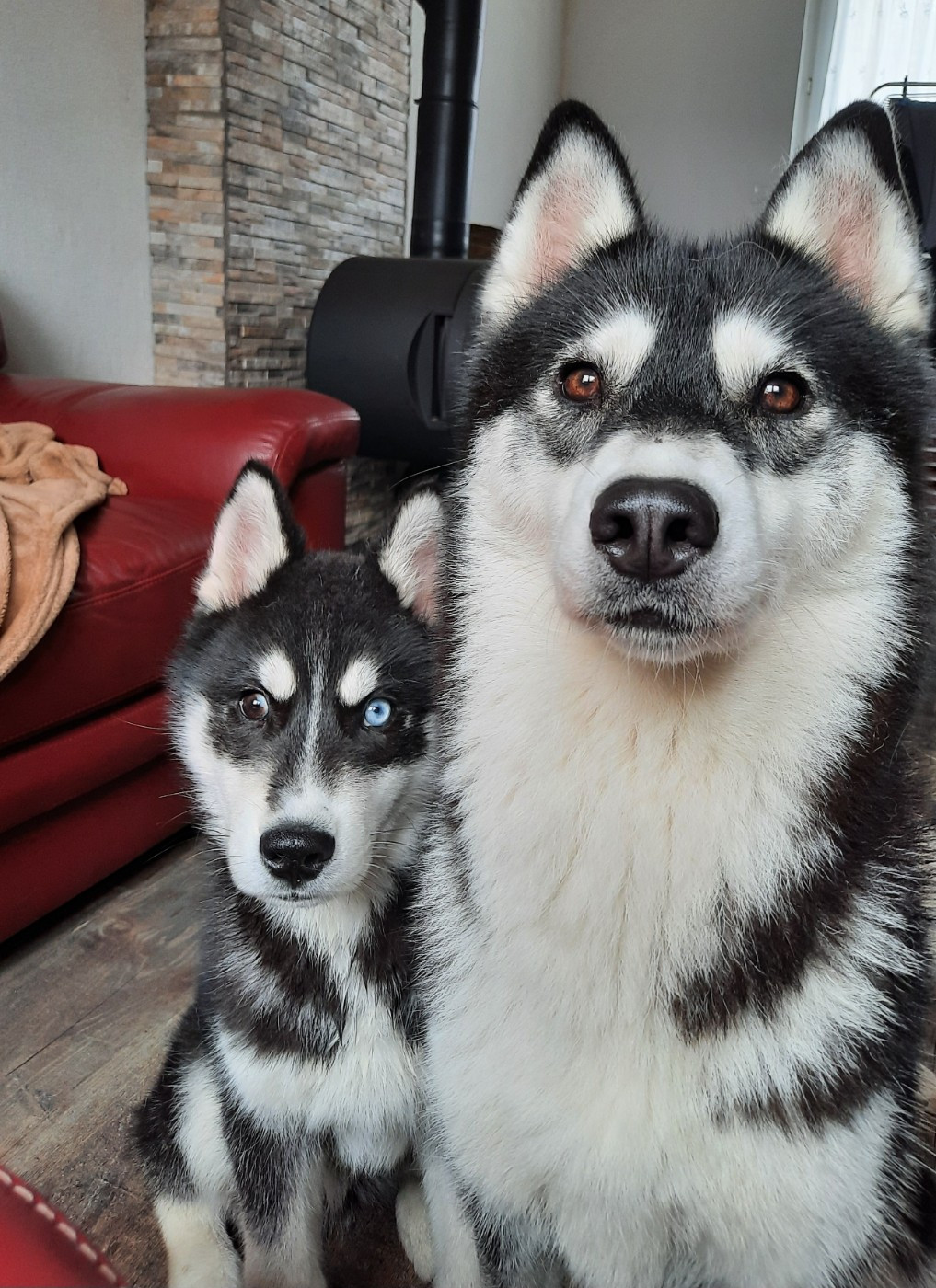 Arkouna Dream's Unity chear