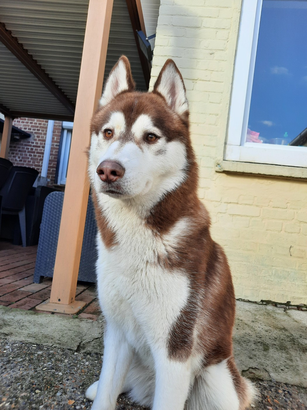 Vegas Ark Of The Snow Wolves