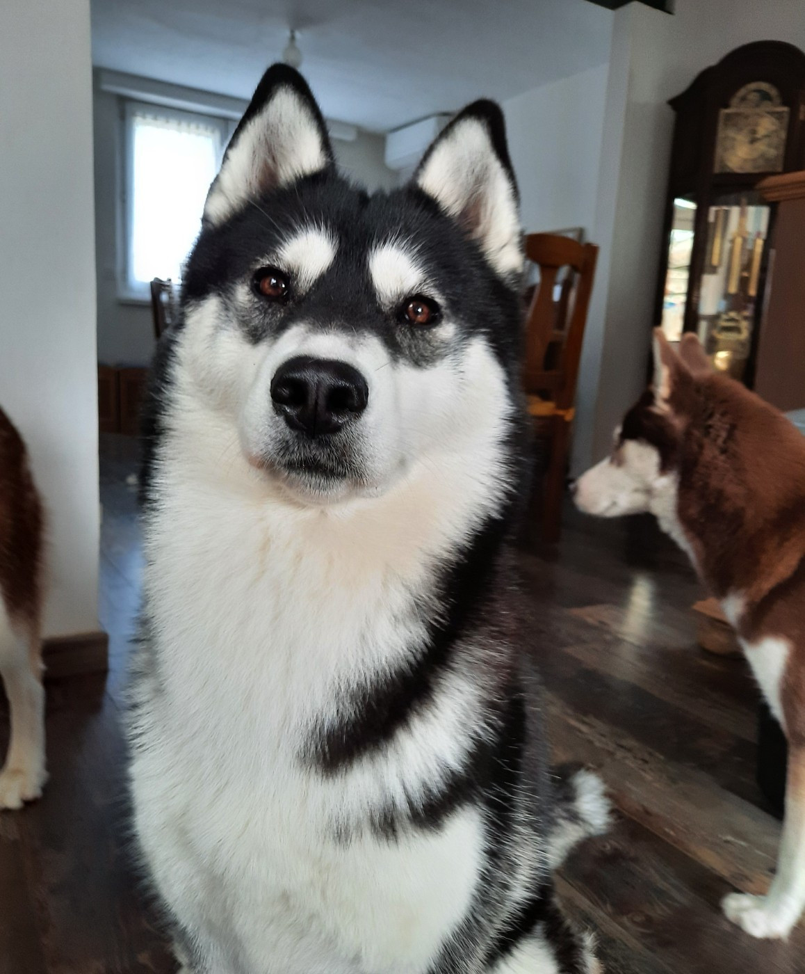 Arkouna Dream's Unity chear