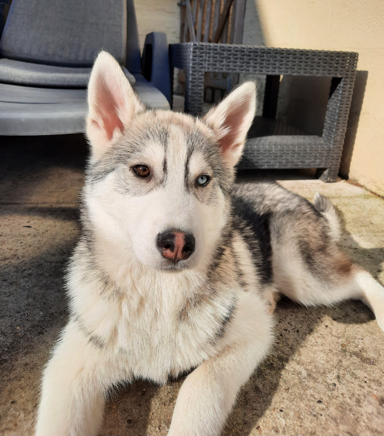 Artik Flash De la passion Nordique