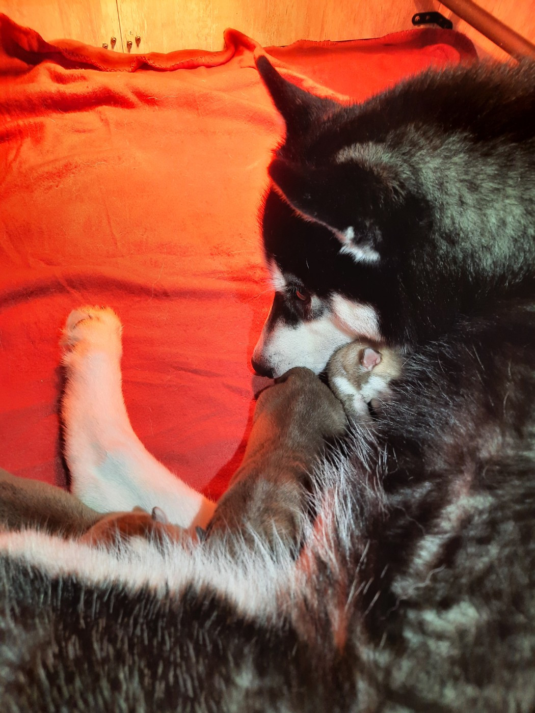 Bébé Unity et Vegas