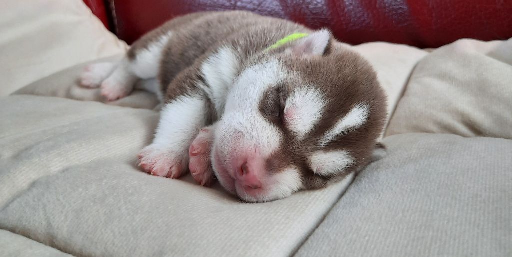 CHIOT