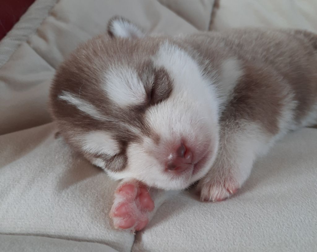 De L'Etoile Bleu Polaire - Chiots disponibles - Siberian Husky