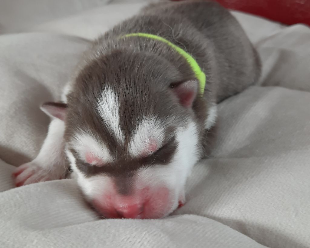 De L'Etoile Bleu Polaire - Chiots disponibles - Siberian Husky