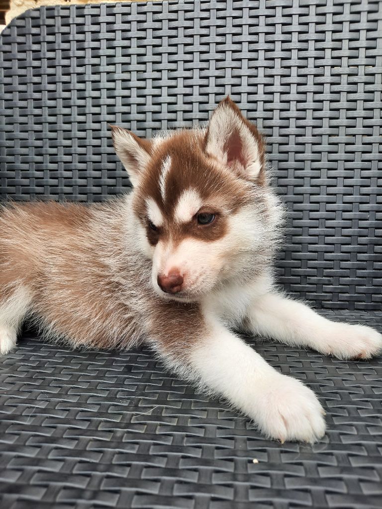 De L'Etoile Bleu Polaire - Chiots disponibles - Siberian Husky