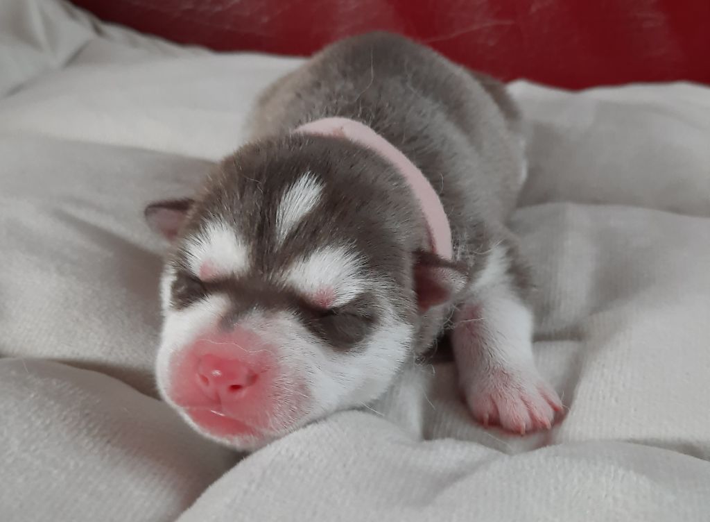 De L'Etoile Bleu Polaire - Chiots disponibles - Siberian Husky