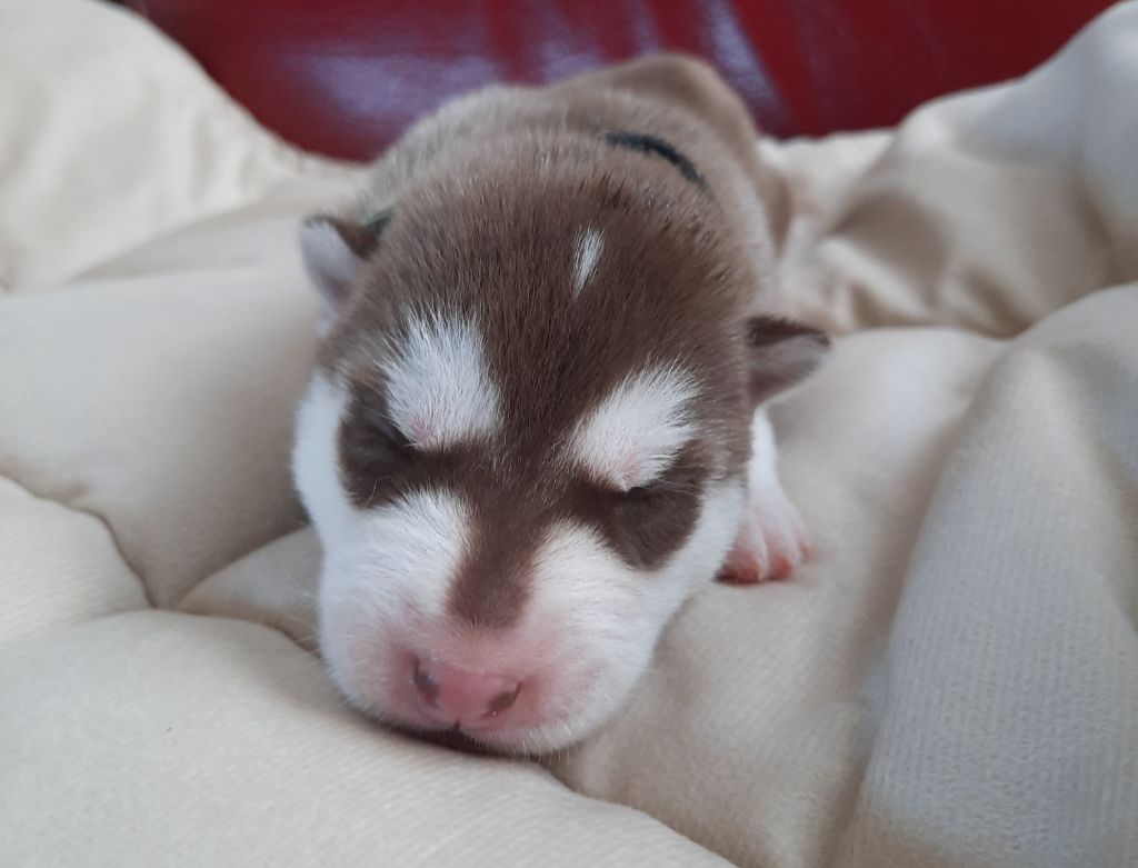 De L'Etoile Bleu Polaire - Chiots disponibles - Siberian Husky
