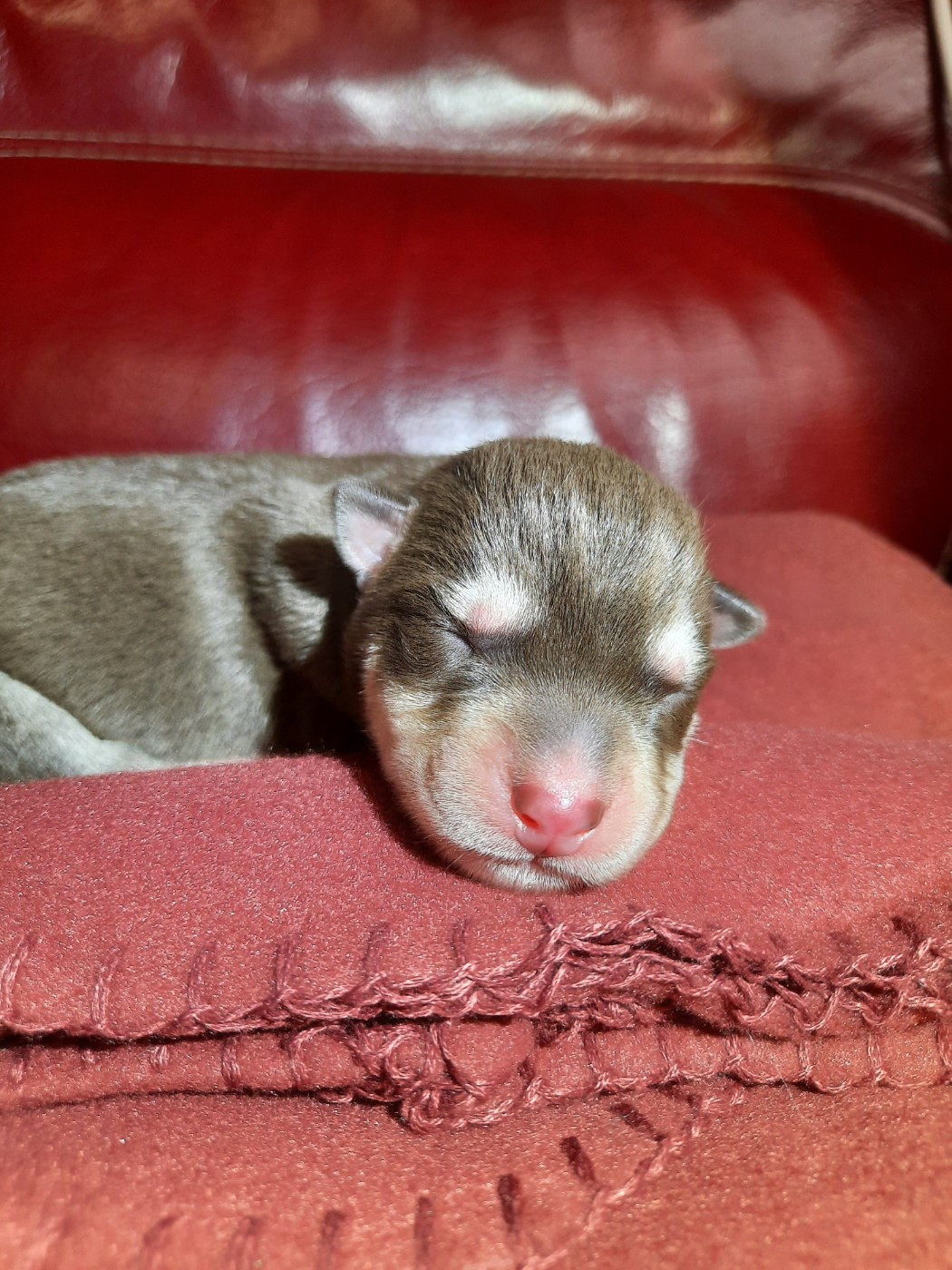 De L'Etoile Bleu Polaire - Chiots disponibles - Siberian Husky