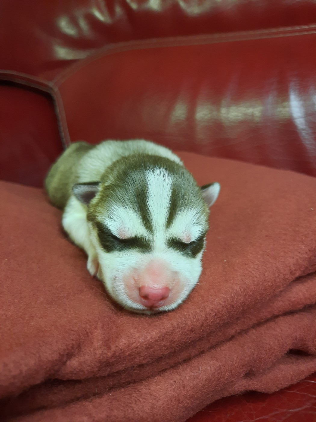 De L'Etoile Bleu Polaire - Chiots disponibles - Siberian Husky