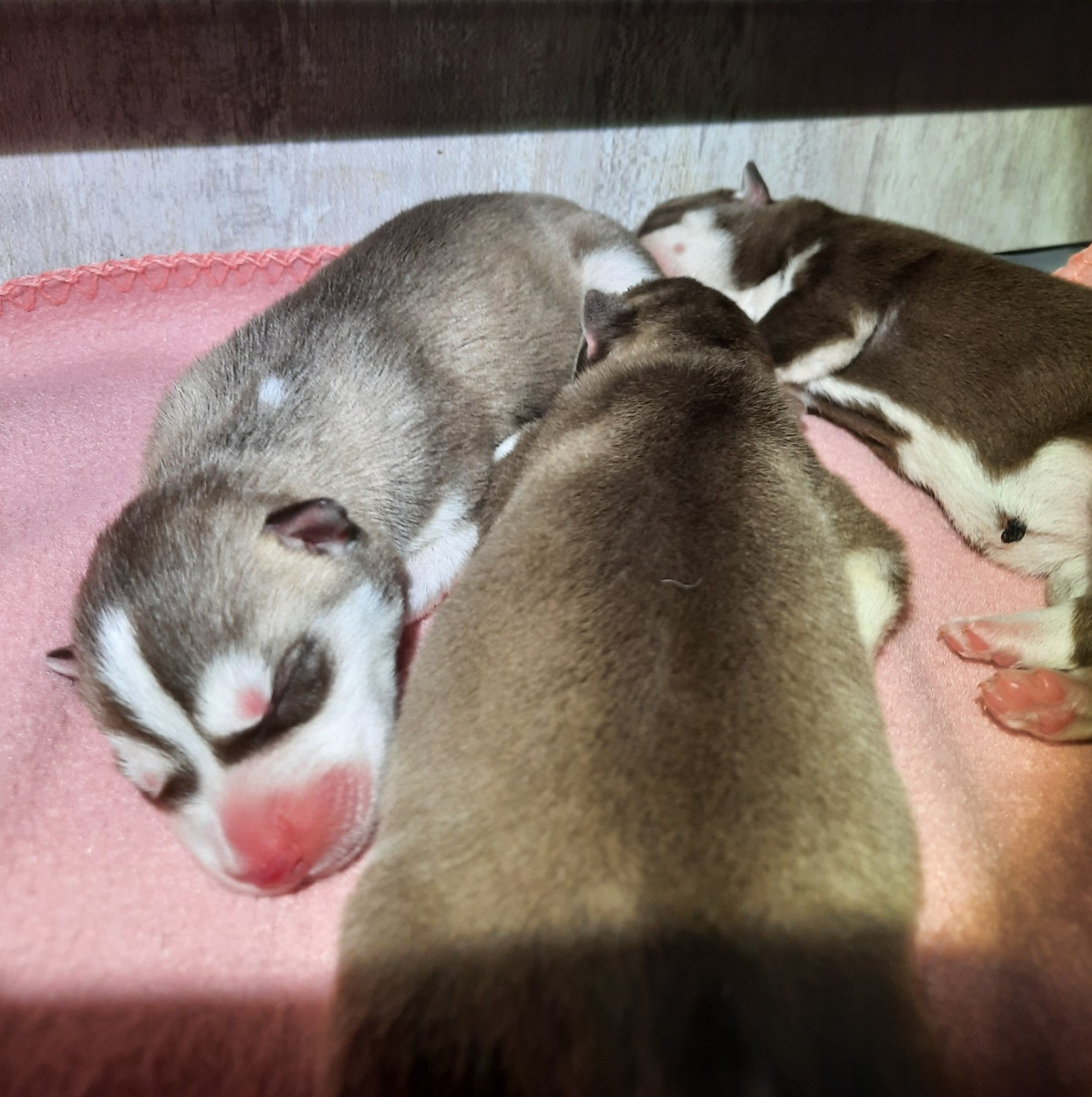 Chiot Siberian Husky De L'Etoile Bleu Polaire