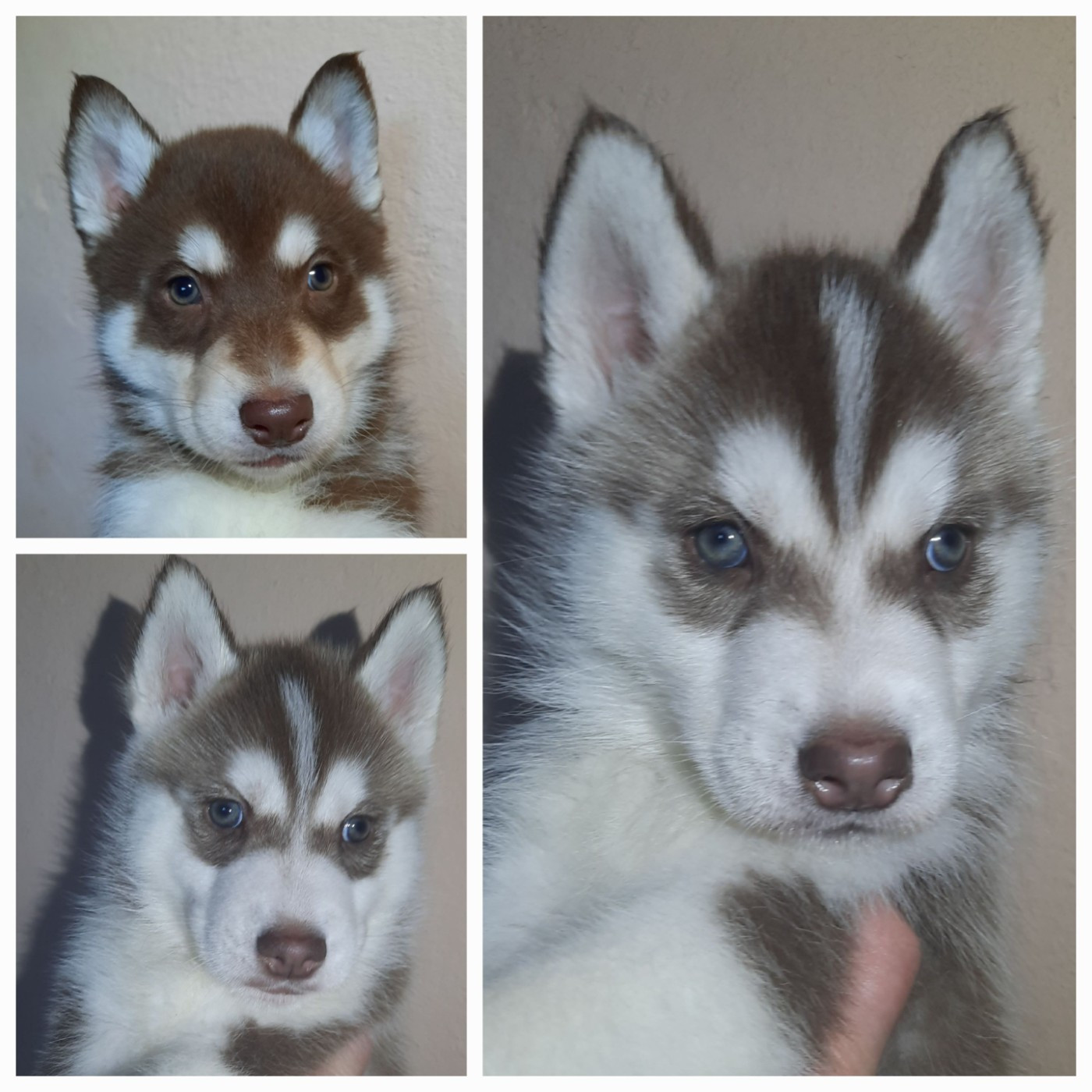 De L'Etoile Bleu Polaire - Siberian Husky - Portée née le 16/12/2025