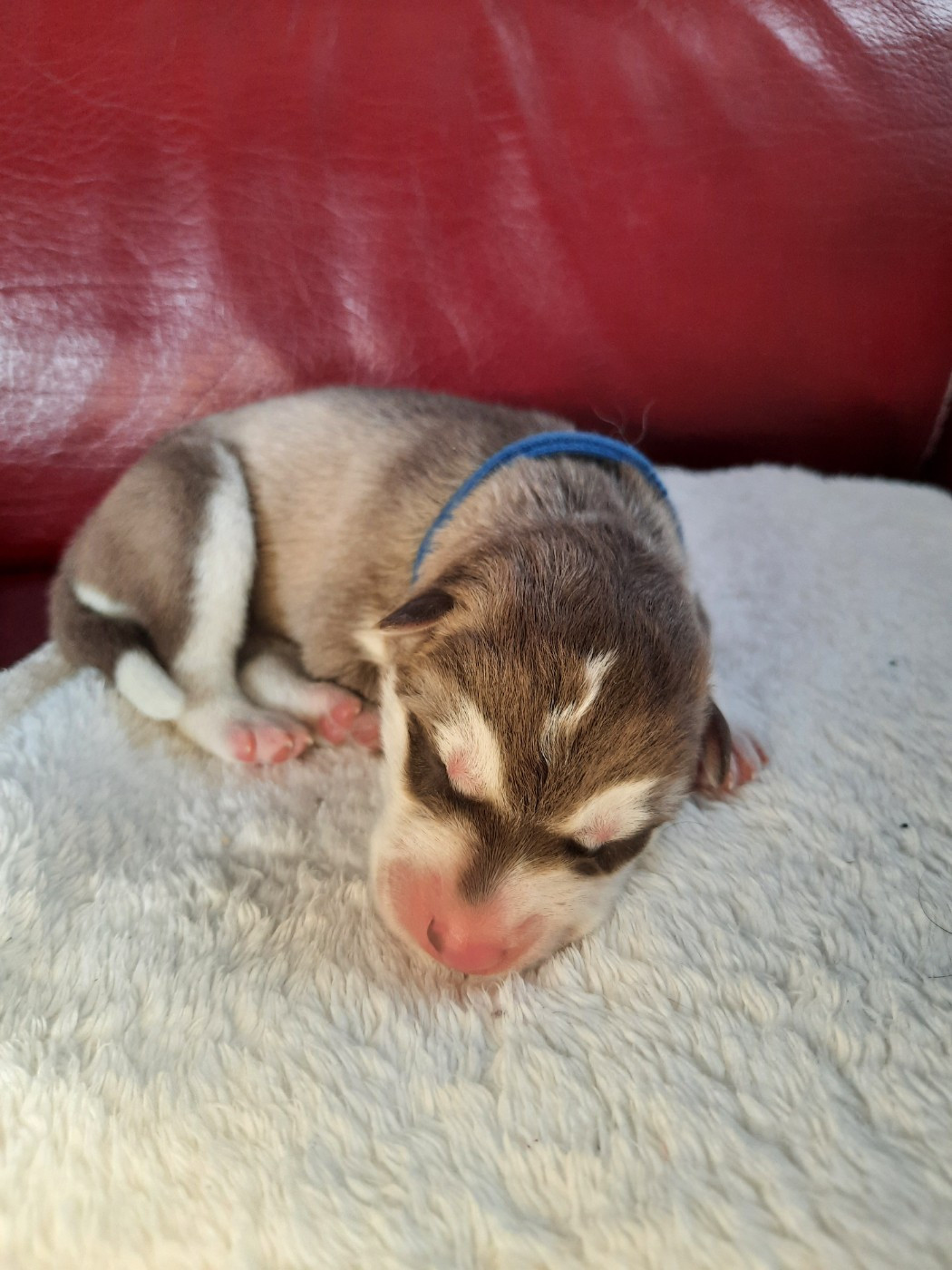 De L'Etoile Bleu Polaire - Chiots disponibles - Siberian Husky