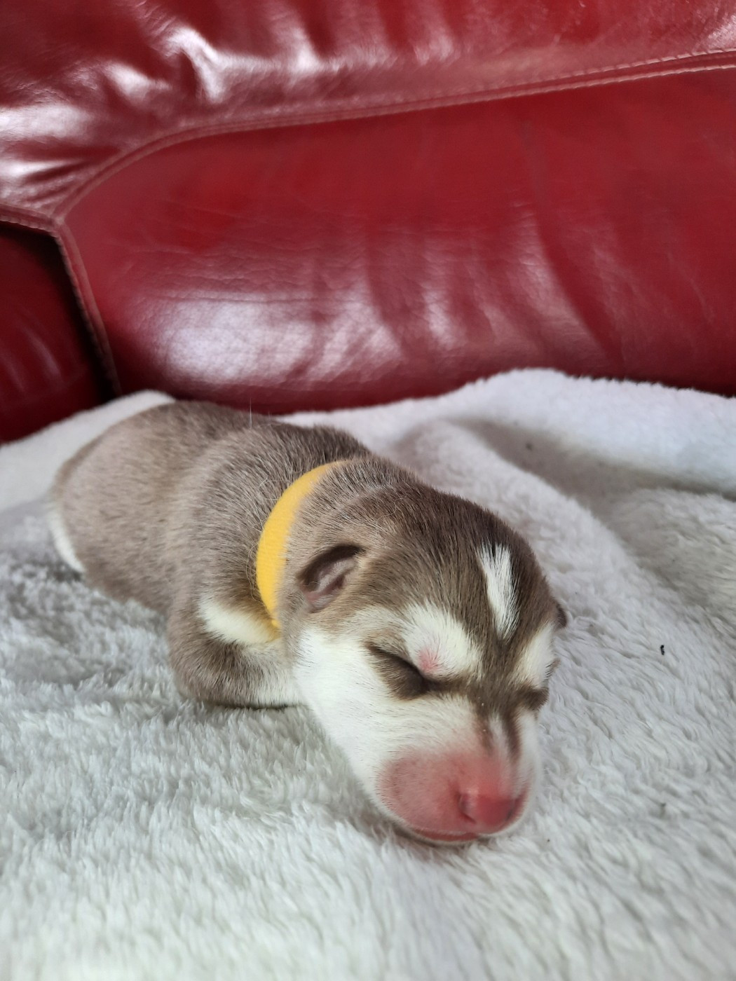 De L'Etoile Bleu Polaire - Chiots disponibles - Siberian Husky