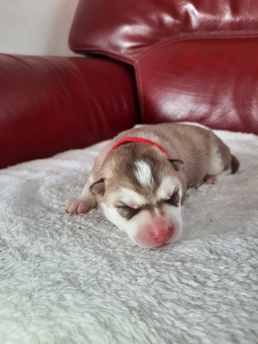 De L'Etoile Bleu Polaire - Chiots disponibles - Siberian Husky