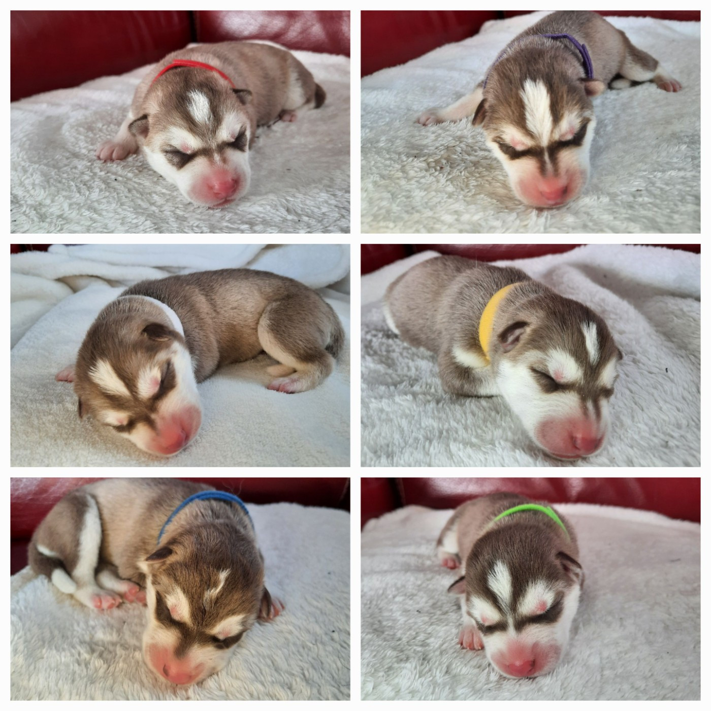 Chiot Siberian Husky De L'Etoile Bleu Polaire