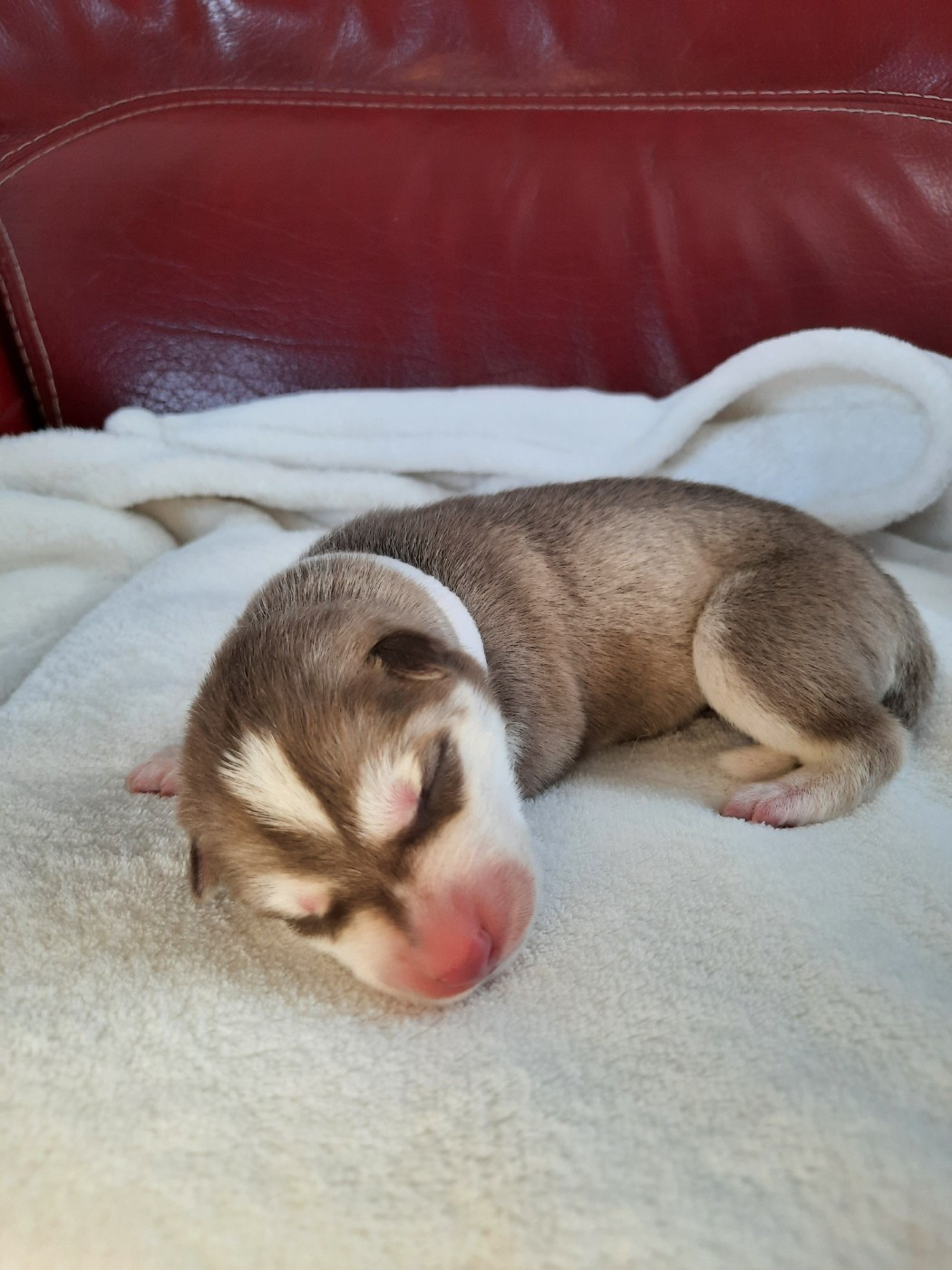 De L'Etoile Bleu Polaire - Chiots disponibles - Siberian Husky