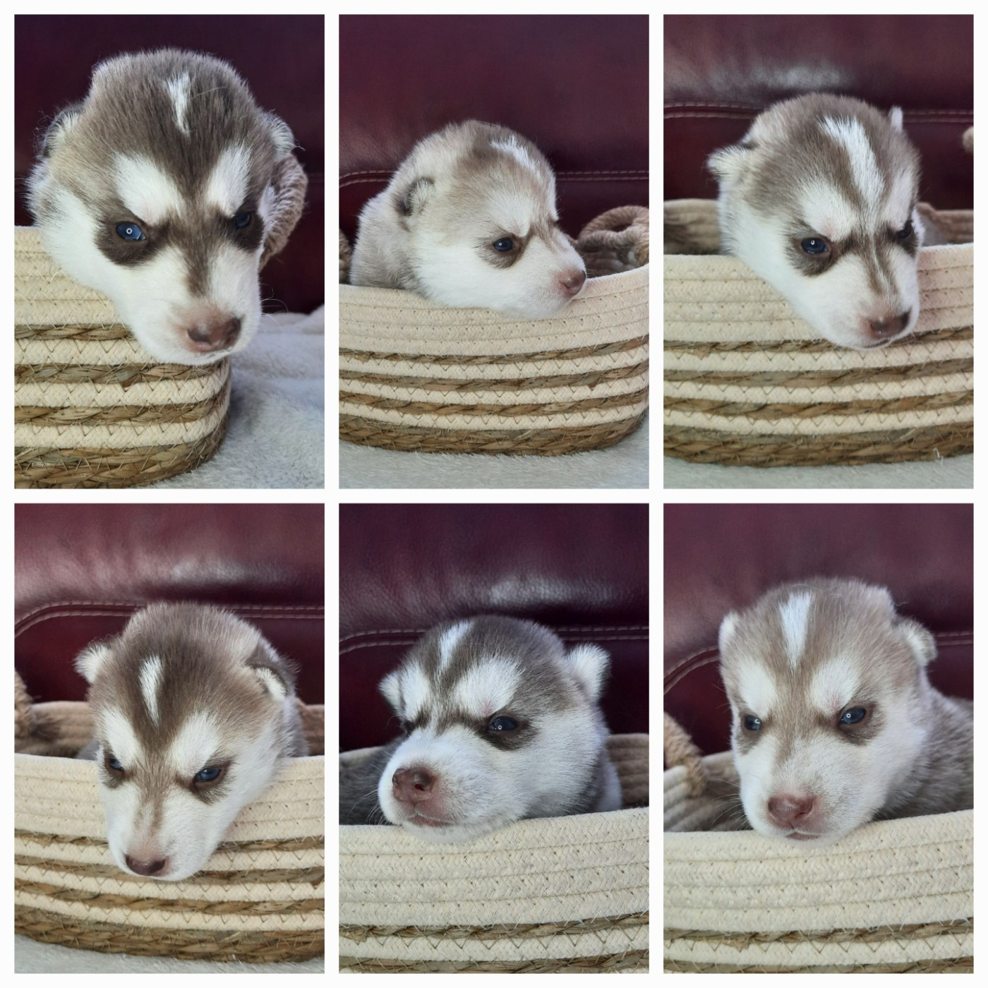 Chiot Siberian Husky De L'Etoile Bleu Polaire