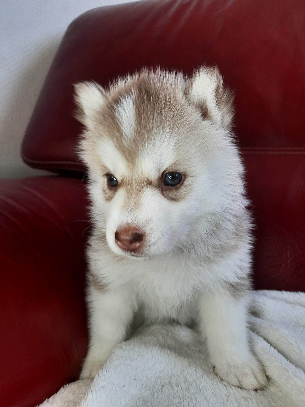 De L'Etoile Bleu Polaire - Chiots disponibles - Siberian Husky