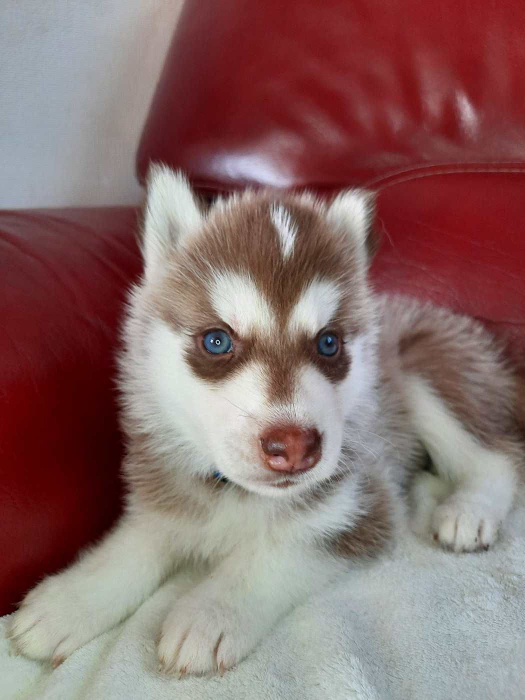De L'Etoile Bleu Polaire - Chiots disponibles - Siberian Husky