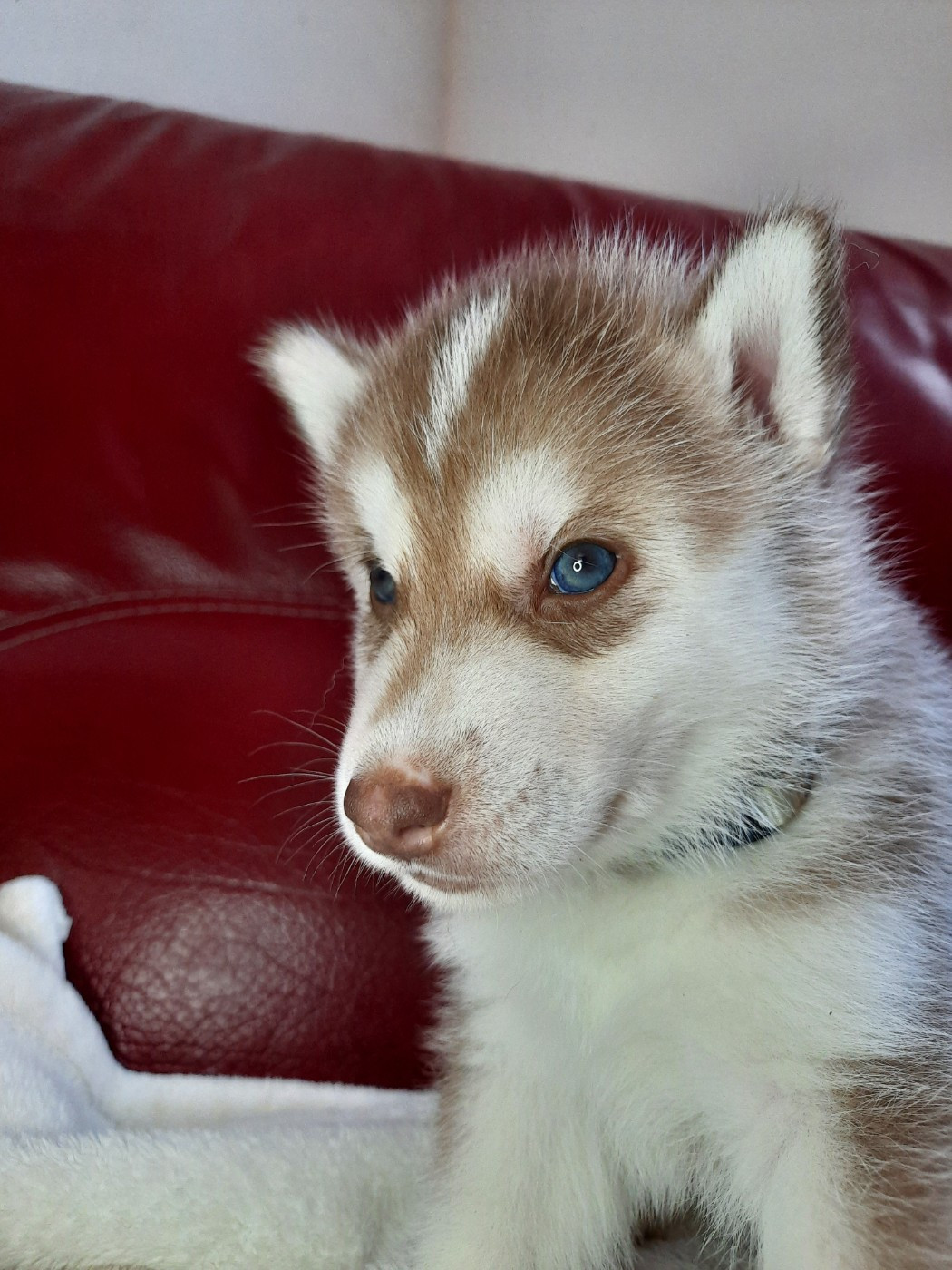 De L'Etoile Bleu Polaire - Chiots disponibles - Siberian Husky