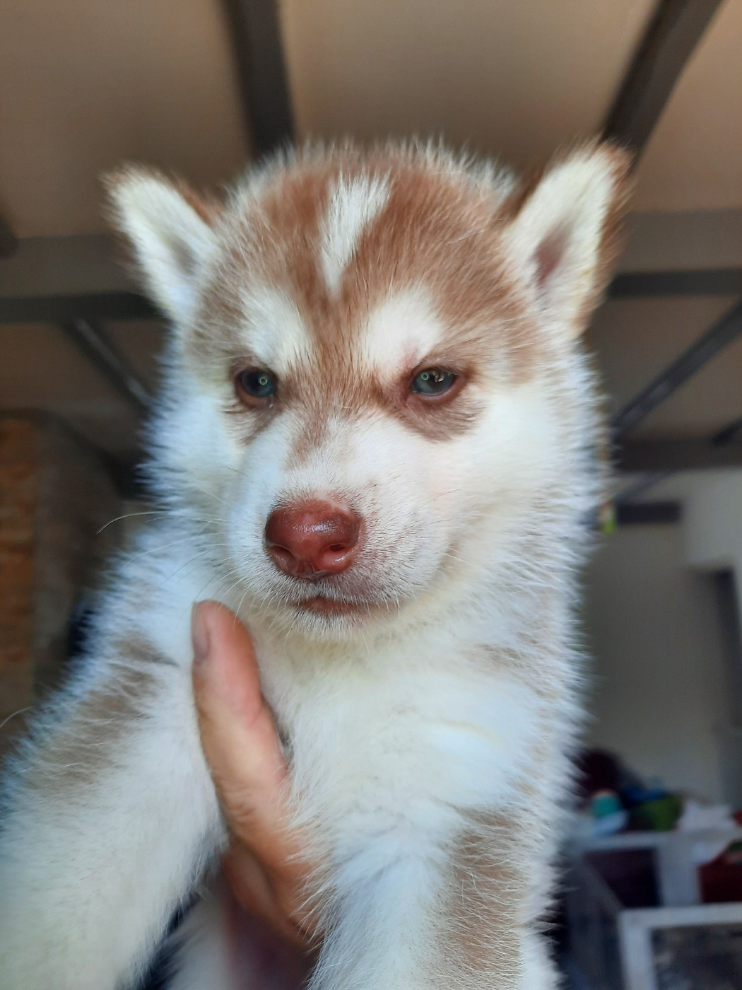 De L'Etoile Bleu Polaire - Chiots disponibles - Siberian Husky