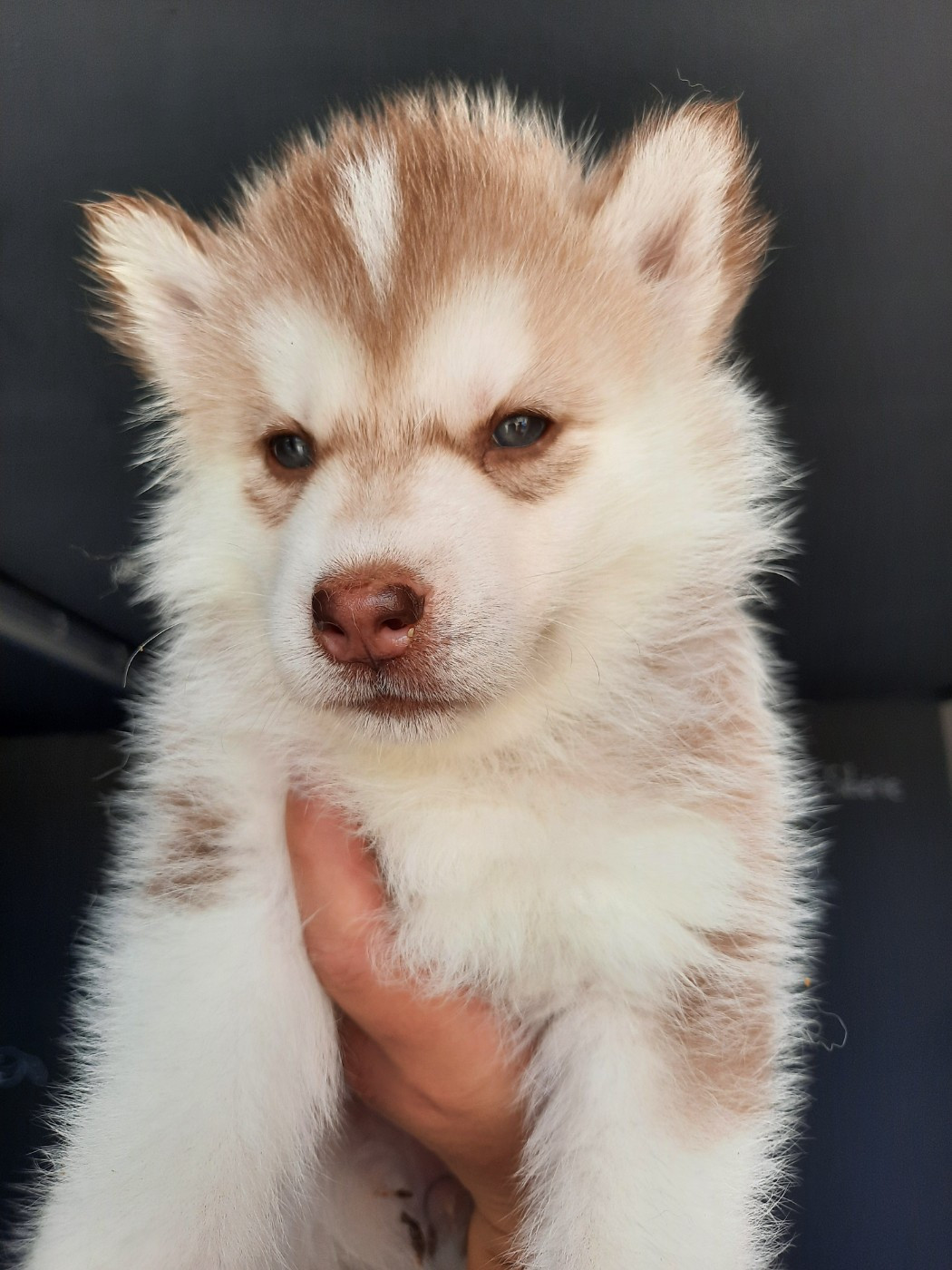 De L'Etoile Bleu Polaire - Chiots disponibles - Siberian Husky