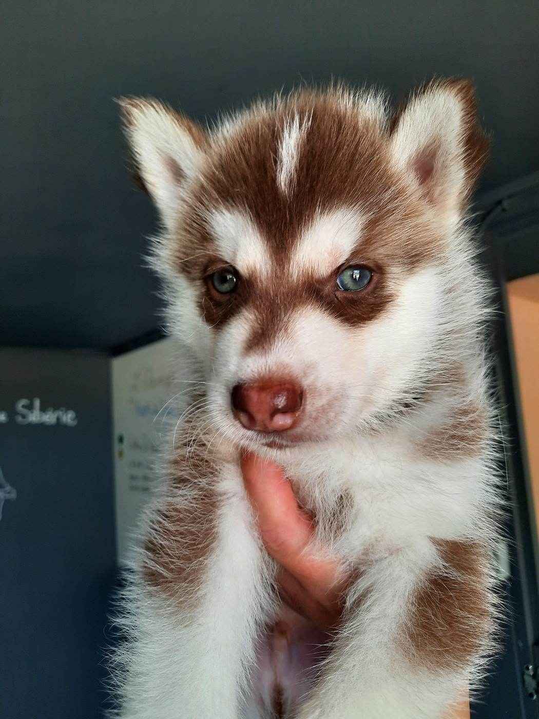 De L'Etoile Bleu Polaire - Chiots disponibles - Siberian Husky