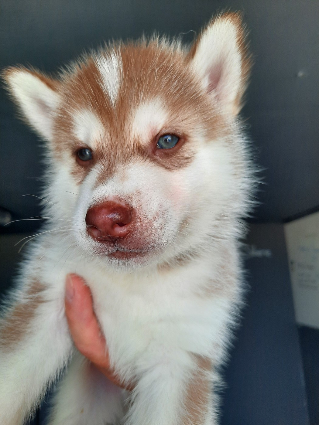 De L'Etoile Bleu Polaire - Chiots disponibles - Siberian Husky