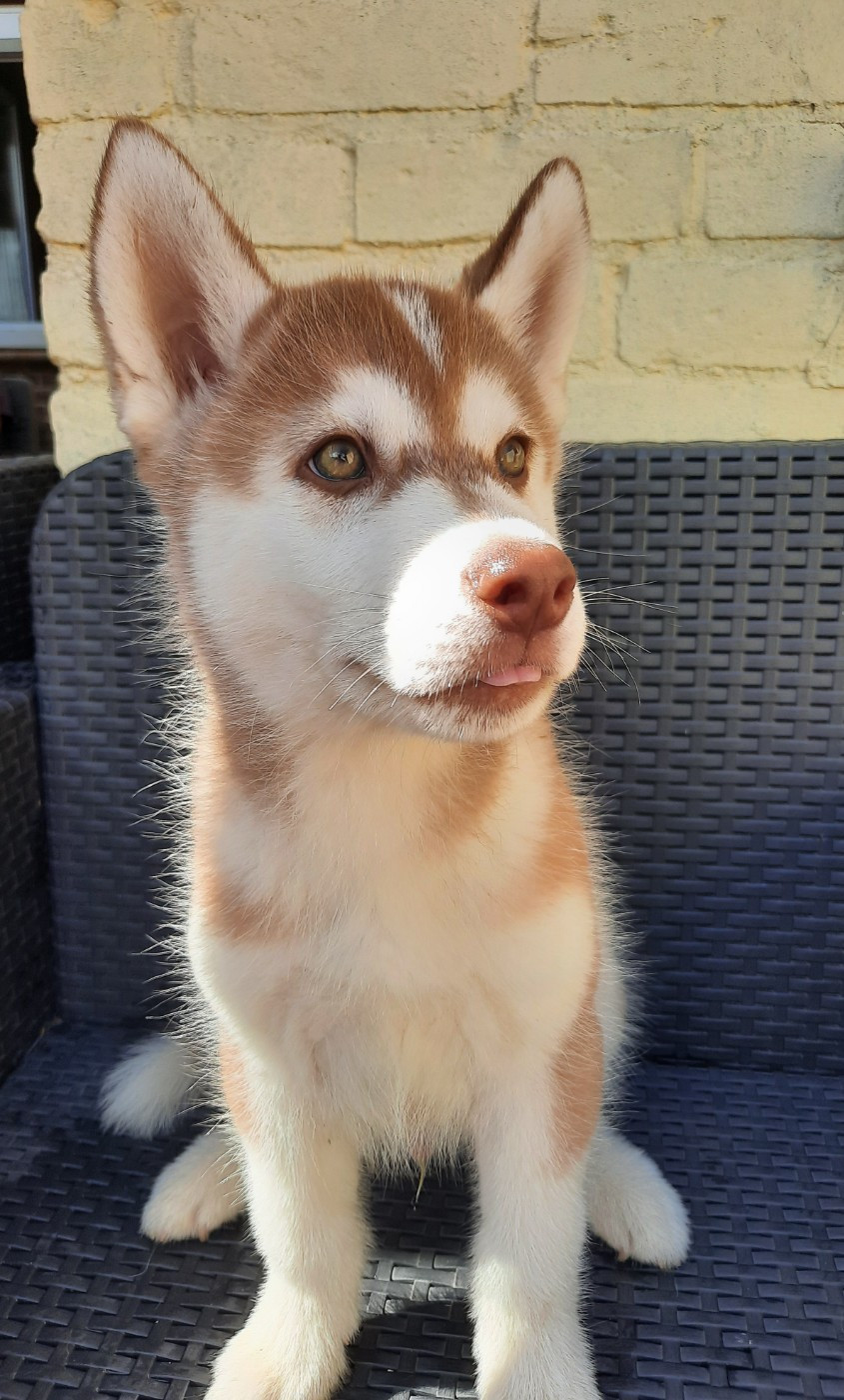 De L'Etoile Bleu Polaire - Chiots disponibles - Siberian Husky