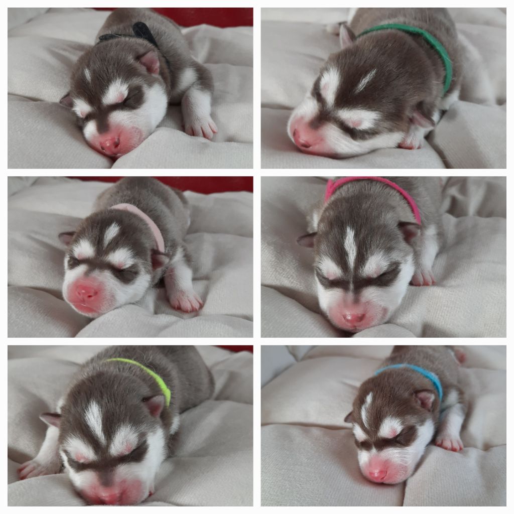 Chiot Siberian Husky De L'Etoile Bleu Polaire