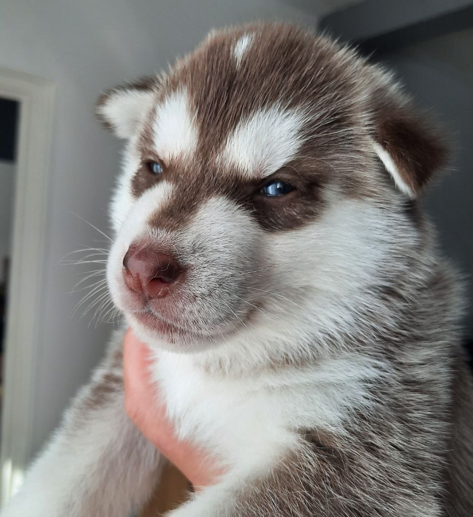 De L'Etoile Bleu Polaire - Chiots disponibles - Siberian Husky