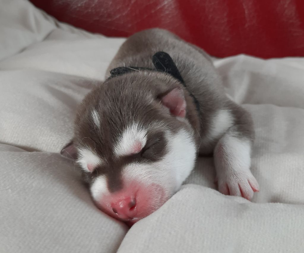 De L'Etoile Bleu Polaire - Chiots disponibles - Siberian Husky