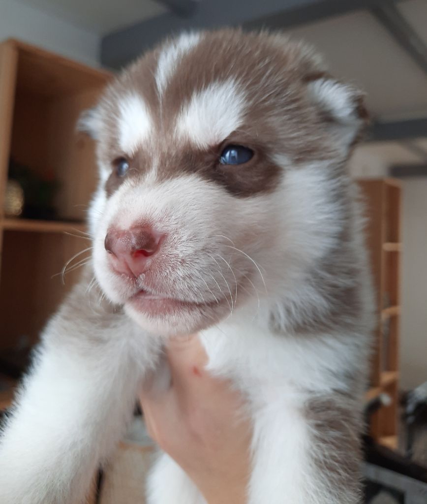 De L'Etoile Bleu Polaire - Chiots disponibles - Siberian Husky