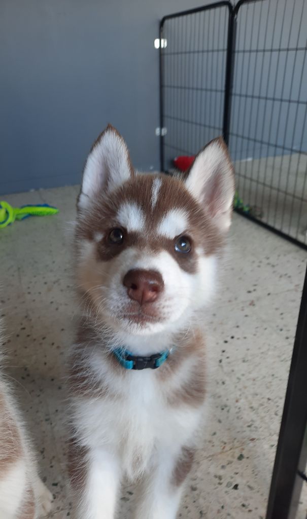 De L'Etoile Bleu Polaire - Chiots disponibles - Siberian Husky