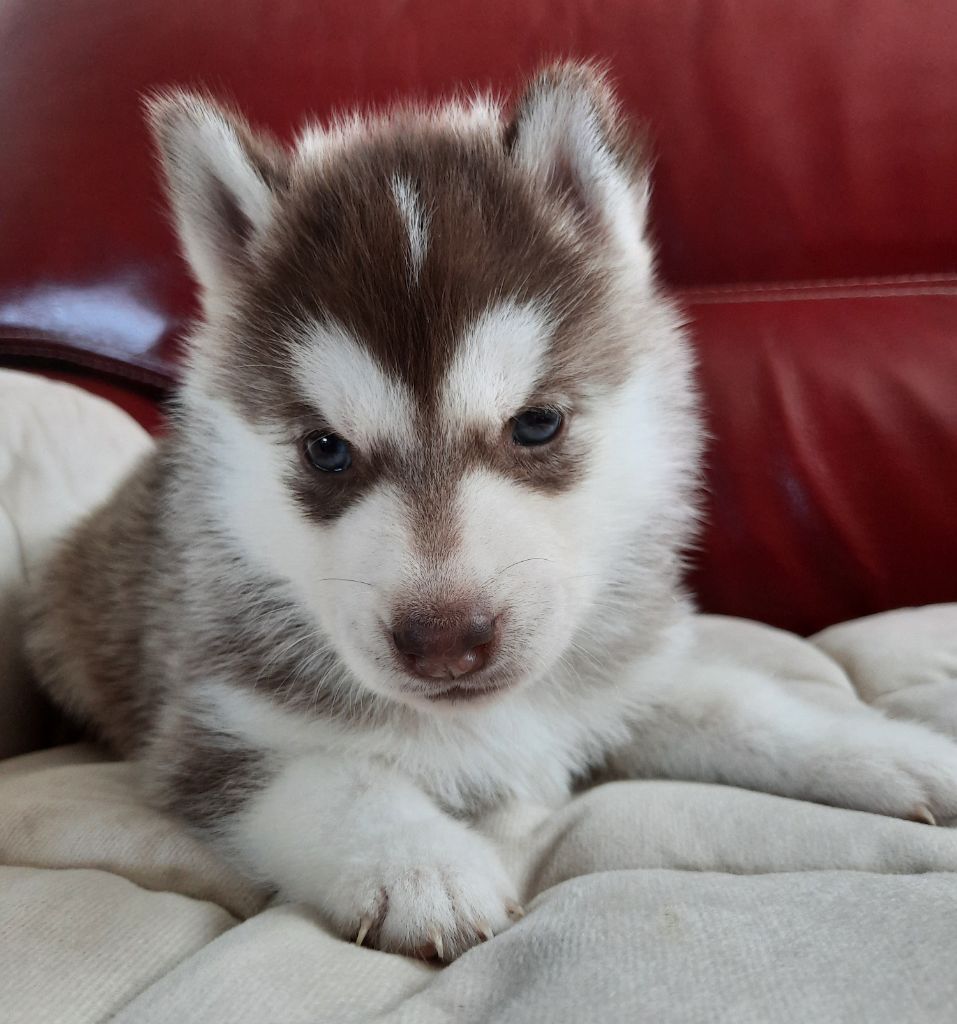 De L'Etoile Bleu Polaire - Chiots disponibles - Siberian Husky