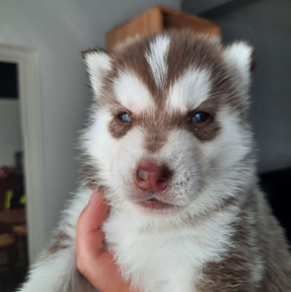 De L'Etoile Bleu Polaire - Chiots disponibles - Siberian Husky
