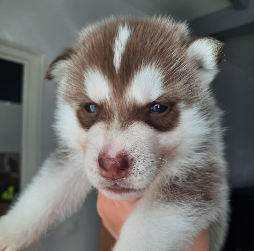De L'Etoile Bleu Polaire - Chiots disponibles - Siberian Husky