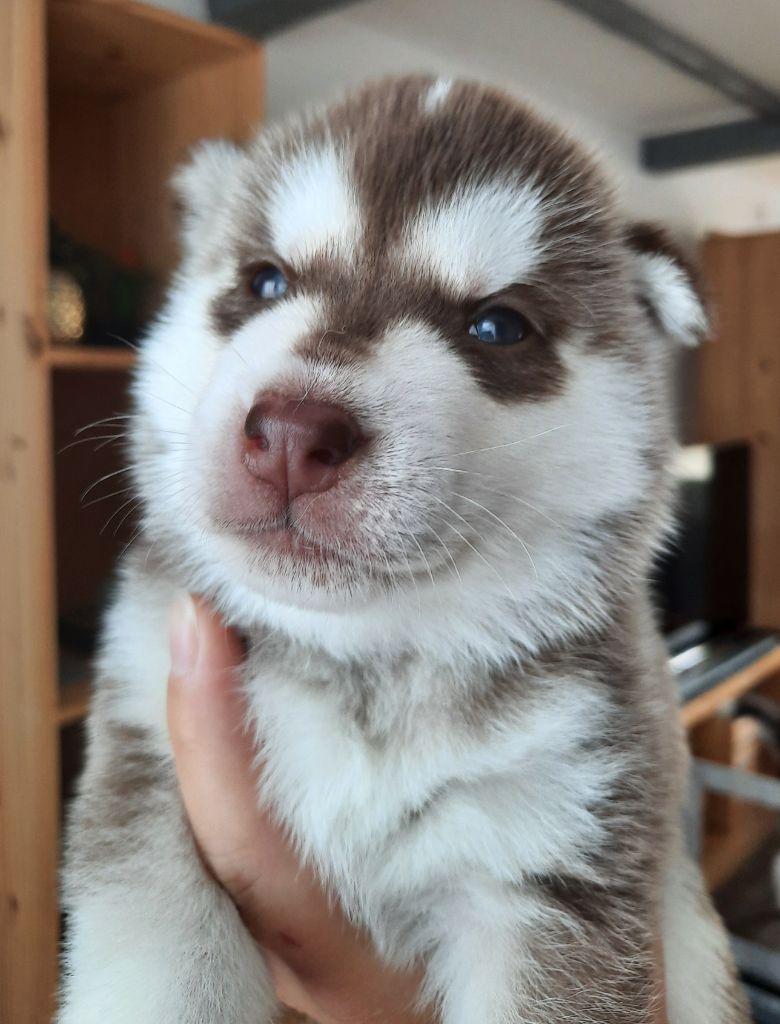 De L'Etoile Bleu Polaire - Chiots disponibles - Siberian Husky