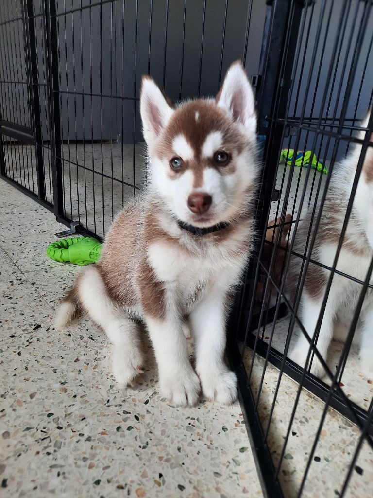 De L'Etoile Bleu Polaire - Chiots disponibles - Siberian Husky