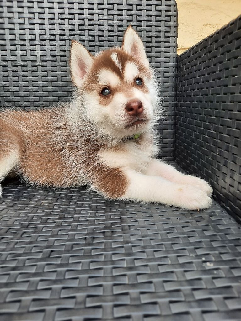 De L'Etoile Bleu Polaire - Chiots disponibles - Siberian Husky