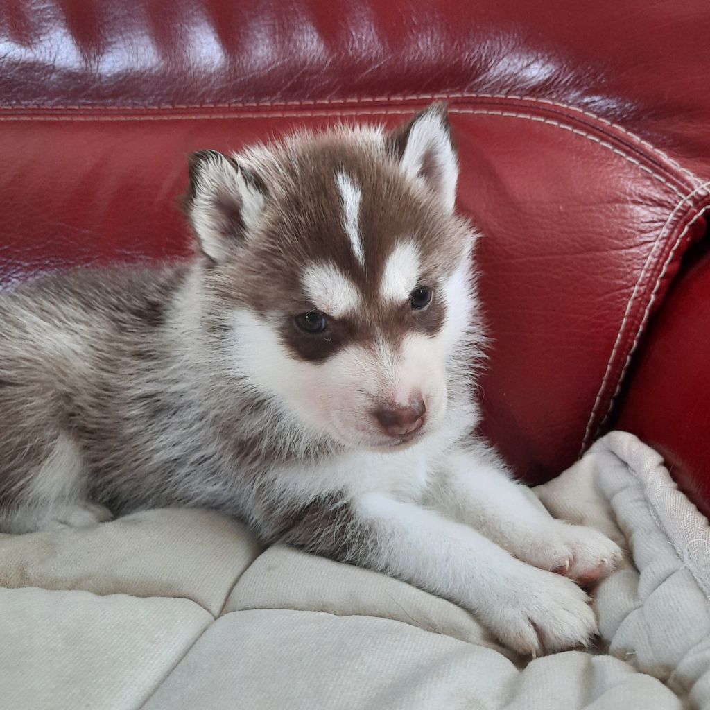 De L'Etoile Bleu Polaire - Chiots disponibles - Siberian Husky