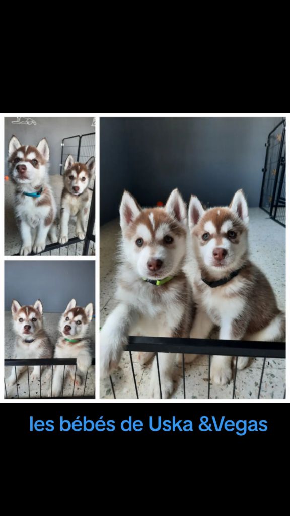 Chiot Siberian Husky De L'Etoile Bleu Polaire