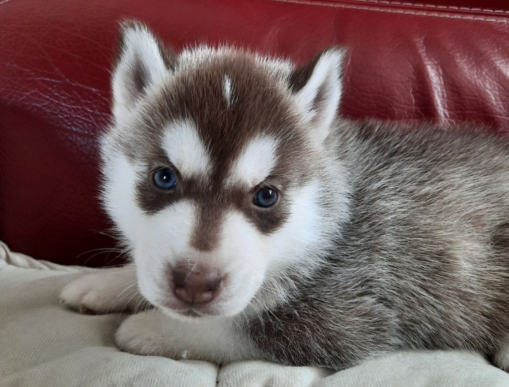 De L'Etoile Bleu Polaire - Chiots disponibles - Siberian Husky
