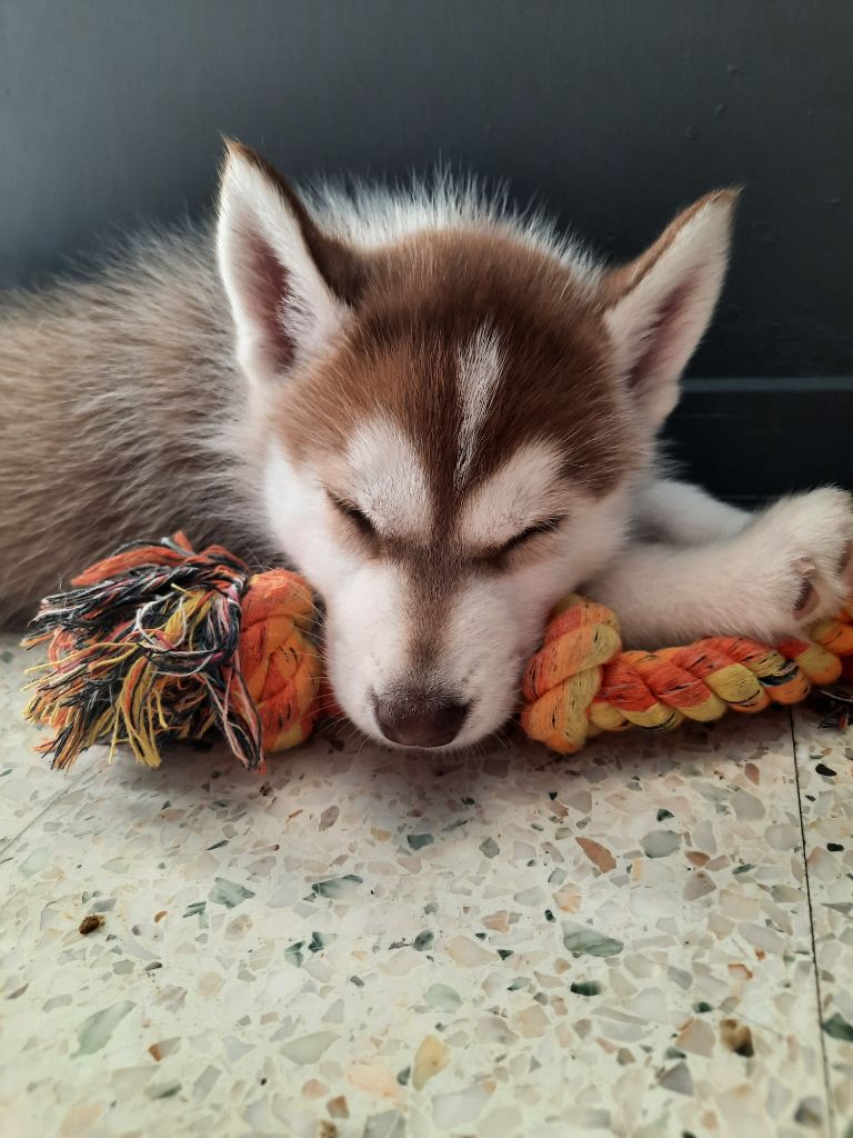 De L'Etoile Bleu Polaire - Chiots disponibles - Siberian Husky