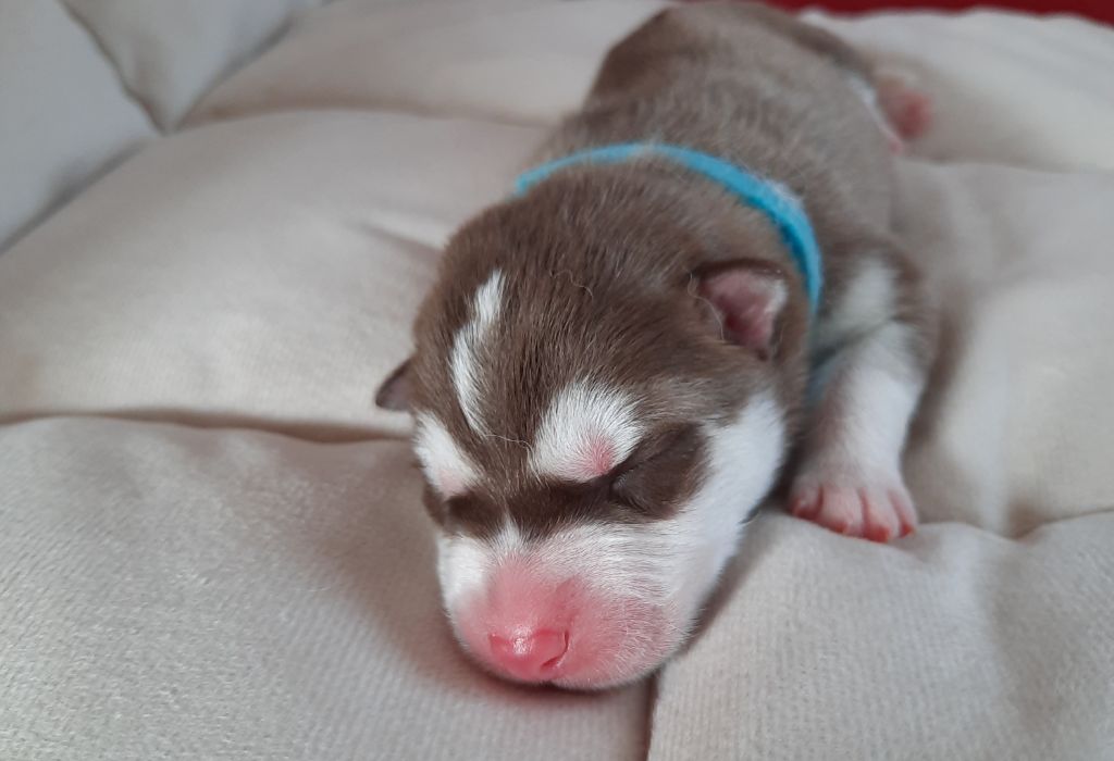 De L'Etoile Bleu Polaire - Chiots disponibles - Siberian Husky
