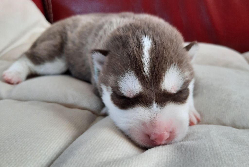 De L'Etoile Bleu Polaire - Chiots disponibles - Siberian Husky
