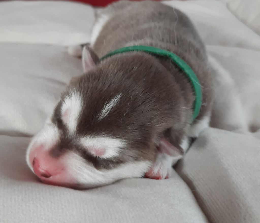 De L'Etoile Bleu Polaire - Chiots disponibles - Siberian Husky
