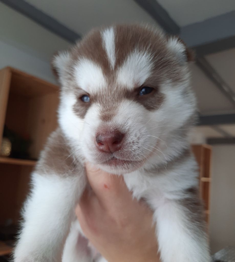 De L'Etoile Bleu Polaire - Chiots disponibles - Siberian Husky